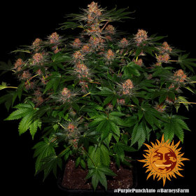 Barneys Farm Purple Punch AUTO - 3 autoflowering Samen