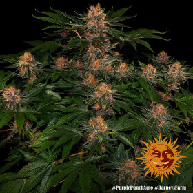 Barneys Farm Purple Punch AUTO - 3 autoflowering Samen