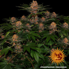 Barneys Farm Purple Punch AUTO - 3 autoflowering Samen