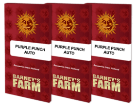 Barneys Farm Purple Punch AUTO - 3 automated seeds