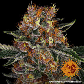 Barneys Farm Purple Punch AUTO - 3 autoflowering Samen