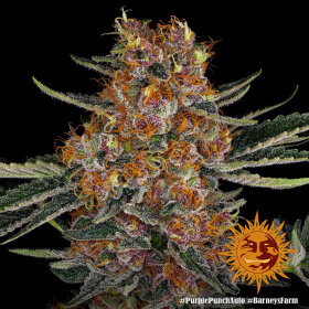 Barneys Farm Purple Punch AUTO - 3 autoflowering Samen