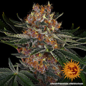 Barneys Farm Purple Punch AUTO - 3 autoflowering Samen