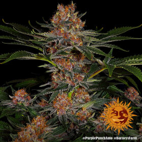 Barneys Farm Purple Punch AUTO - 3 autoflowering Samen