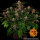 Barneys Farm Purple Punch AUTO - 3 autoflowering Samen