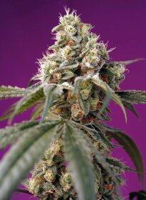 Sweet Seeds Bruce Banner Auto - 3 feminized seeds