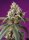 Sweet Seeds Bruce Banner Auto - 3 autoflowering Samen