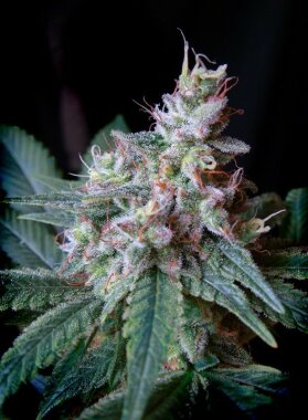 Sweet Seeds Cream Caramel - 3 feminisierte Samen