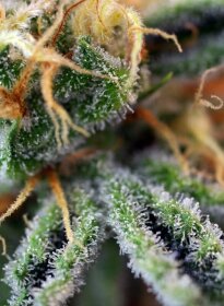 Sweet Seeds Cream Caramel - 3 feminisierte Samen