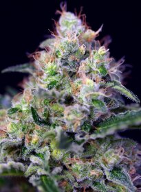 Sweet Seeds Cream Caramel - 3 feminisierte Samen