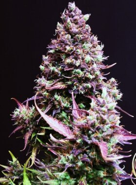 Sweet Seeds Cream Caramel AUTO - 3 autoflowering Samen