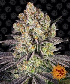 Barneys Farm Runtz - 3 feminized seeds