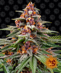 Barneys Farm Runtz Auto - 3 automated seeds