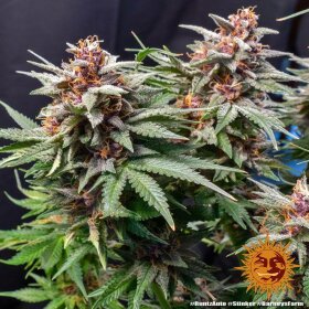 Barneys Farm Runtz AUTO - 3 autoflowering Samen