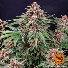 Barneys Farm Runtz AUTO - 3 autoflowering Samen