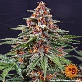 Barneys Farm Runtz AUTO - 3 autoflowering Samen