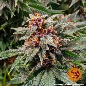 Barneys Farm Runtz AUTO - 3 autoflowering Samen