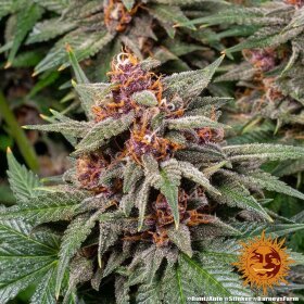 Barneys Farm Runtz AUTO - 3 autoflowering Samen