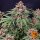 Barneys Farm Runtz AUTO - 3 autoflowering Samen