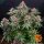 Barneys Farm Runtz AUTO - 3 autoflowering Samen