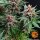 Barneys Farm Runtz AUTO - 3 autoflowering Samen