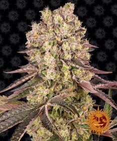 Barneys Farm Runtz Muffin - 3 feminized seeds