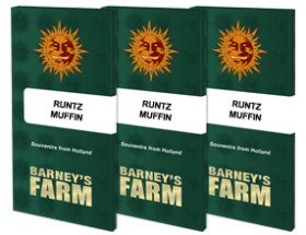 Barneys Farm Runtz Muffin - 3 feminisierte Samen