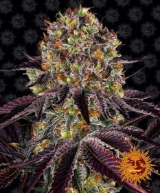 Barneys Farm Runtz x Layer Cake - 3 feminized seeds