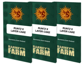 Barneys Farm Runtz x Layer Cake - 3 feminisierte Samen