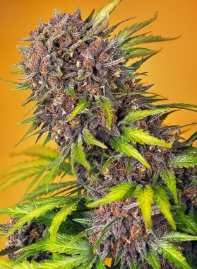 Sweet Seeds Diablo Rojo XL AUTO - 3 autoflowering Samen