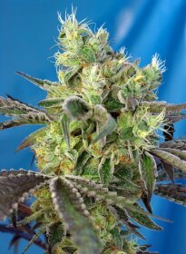 Sweet Seeds Do-Sweet-Dos - 3 feminized seeds