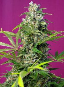 Sweet Seeds Gorilla Girl - 3 feminized seeds