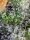 Sweet Seeds Gorilla Girl - 3 feminisierte Samen