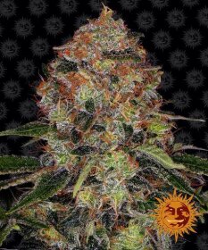 Barneys Farm ShiskaBerry - 3 feminized seeds