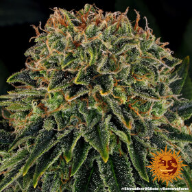 Barneys Farm Skywalker OG AUTO - 3 autoflowering Samen