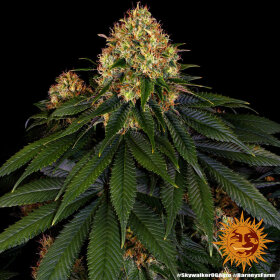 Barneys Farm Skywalker OG AUTO - 3 autoflowering Samen