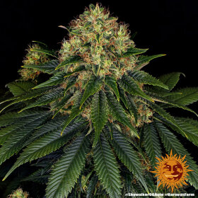 Barneys Farm Skywalker OG AUTO - 3 autoflowering Samen