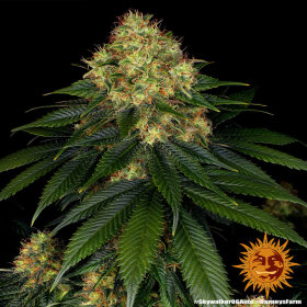 Barneys Farm Skywalker OG AUTO - 3 autoflowering Samen