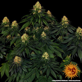 Barneys Farm Skywalker OG AUTO - 3 automatisierte Samen