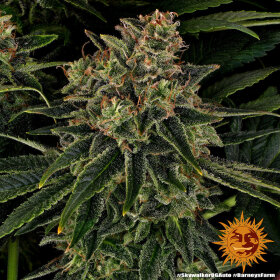 Barneys Farm Skywalker OG AUTO - 3 automatisierte Samen