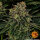 Barneys Farm Skywalker OG AUTO - 3 autoflowering Samen