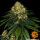 Barneys Farm Skywalker OG AUTO - 3 automatisierte Samen