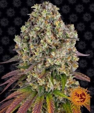 Barneys Farm Sour Diesel - 3 feminized seeds