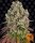 Barneys Farm Sour Diesel - 3 feminisierte Samen