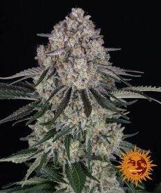 Barneys Farm Sour Diesel AUTO - 3 autoflowering Samen