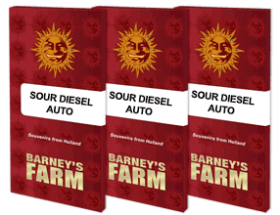 Barneys Farm Sour Diesel AUTO - 3 automatisierte Samen