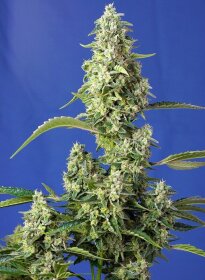 Sweet Seeds Gorilla Girl XL AUTO - 3 autoflowering Samen