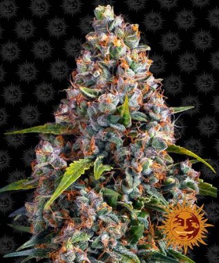 Barneys Farm Strawberry Cheesecake AUTO - 3 autoflowering...