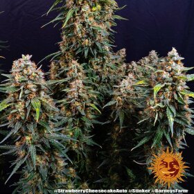 Barneys Farm Strawberry Cheesecake AUTO - 3 autoflowering Samen