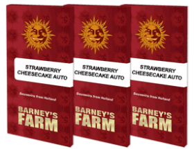 Barneys Farm Strawberry Cheesecake AUTO - 3 automated seeds